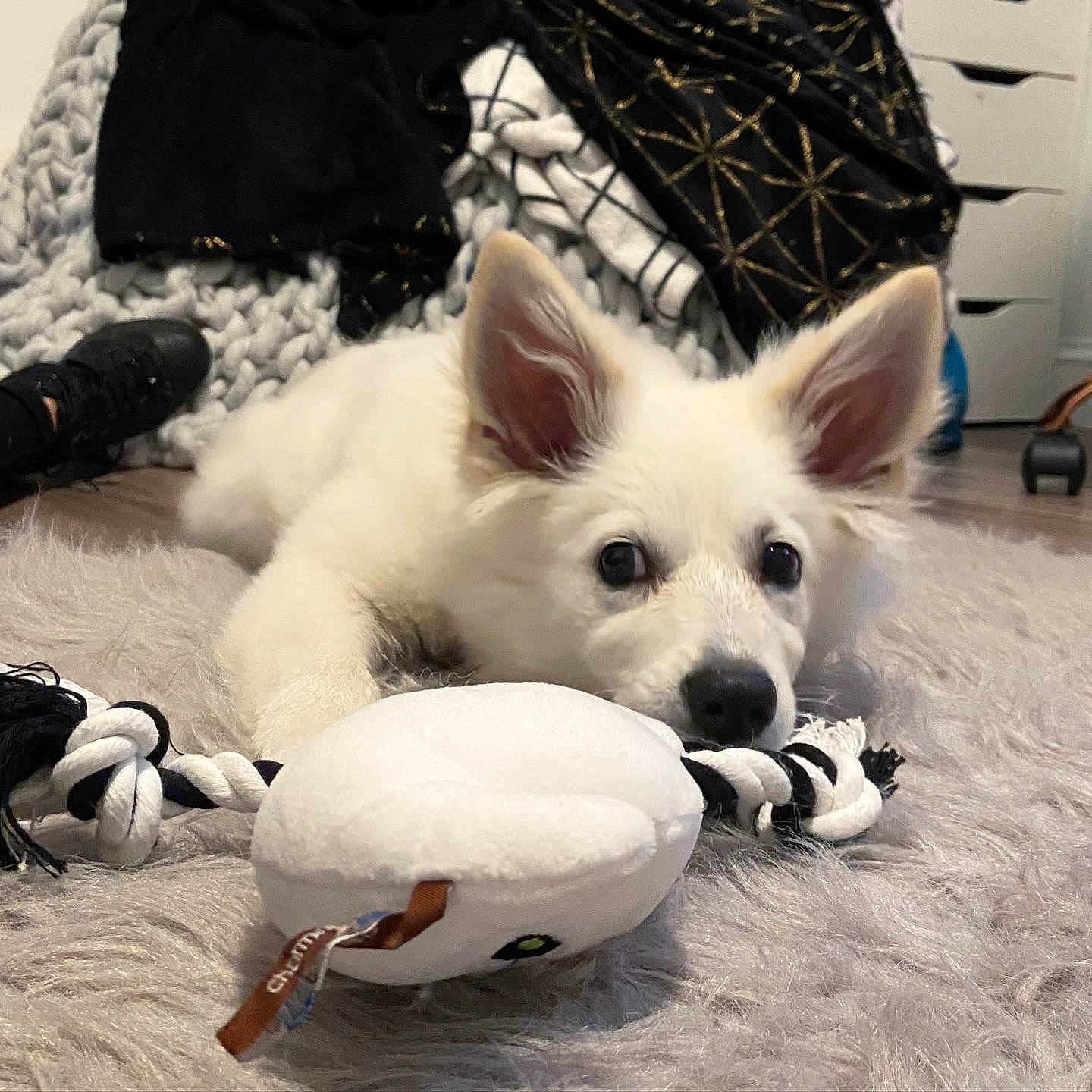 Frosty joined the competition — help win amazing prizes! ball, berger_blanc_suisse, canidae, carnivore, dog, dog_breed, mammal, non_sporting_group, puppy, rare_breed_dog, vertebrate, white_shepherd