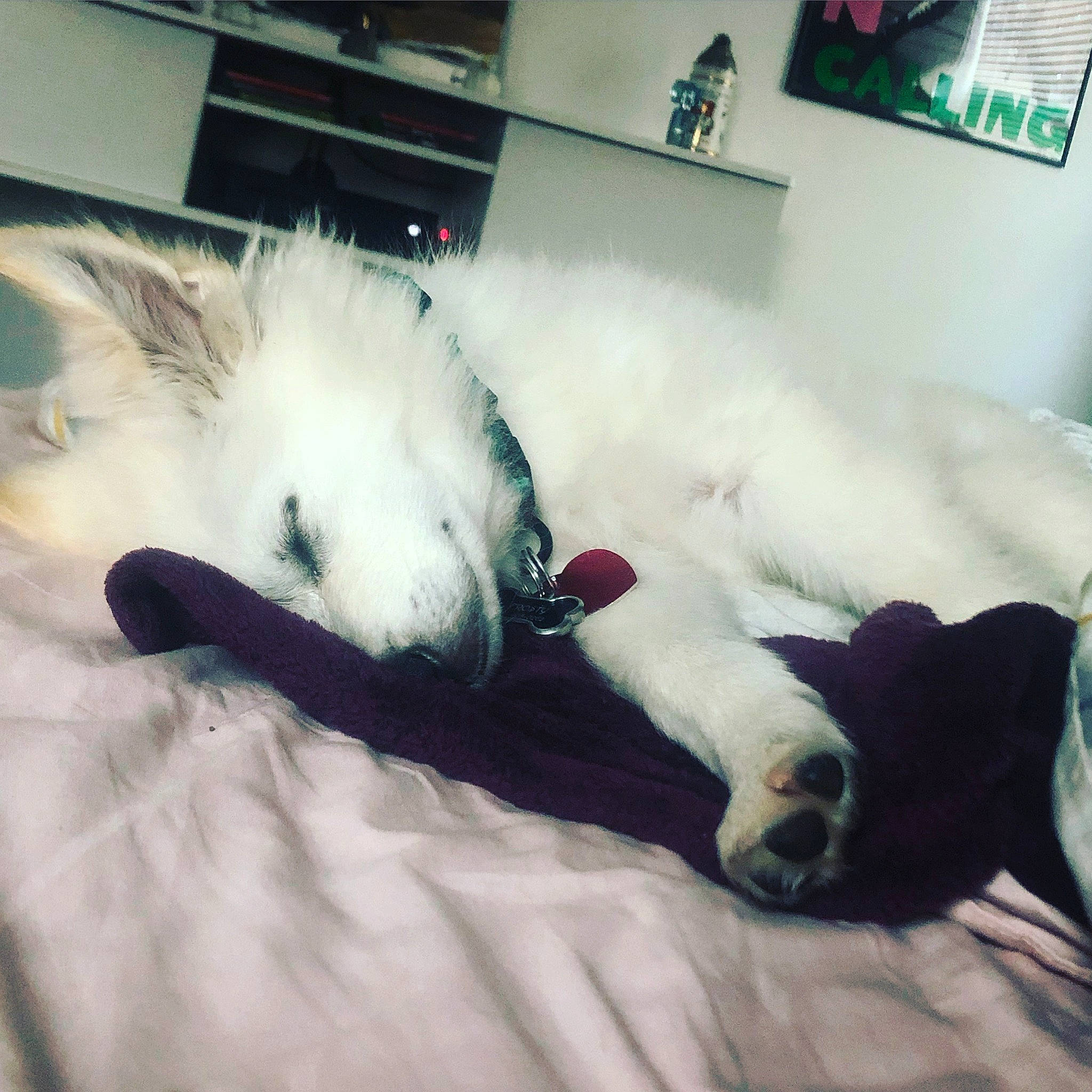 Frosty is registered to the contest to win money with this photo: canidae, carnivore, cat, companion_dog, dog, dog_breed, ear, felidae, fur, nap, nose, paw, puppy, sleep, small_to_medium_sized_cats, tail, whiskers