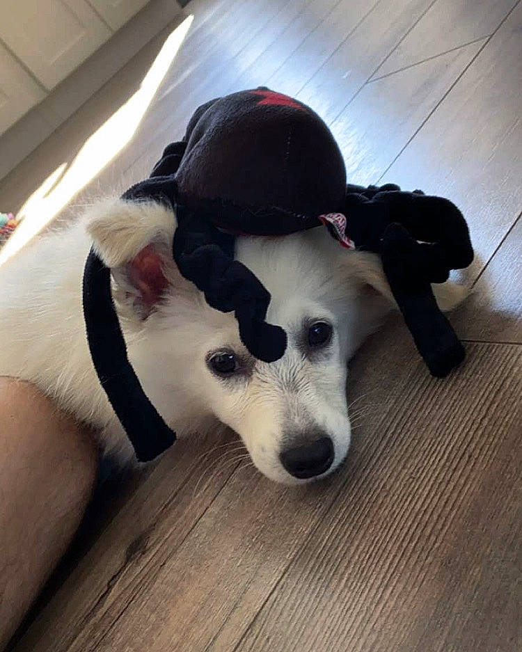 Frosty is registered to the contest to win money with this photo: canidae, carnivore, dog, dog_breed, fashion_accessory, fedora, hat, headgear, nose, snout, sporting_group