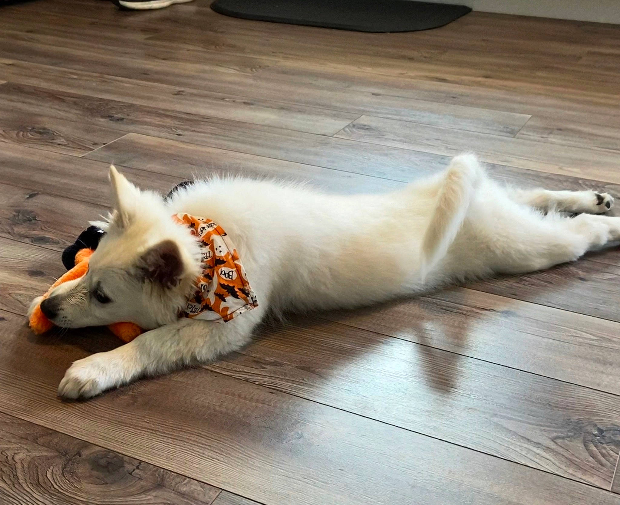 Frosty is registered to the contest to win money with this photo: akita_inu, berger_blanc_suisse, canidae, carnivore, companion_dog, dog, dog_breed, floor, flooring, mammal, non_sporting_group, norrbottenspets, tail, thai_bangkaew_dog, vertebrate, white_shepherd