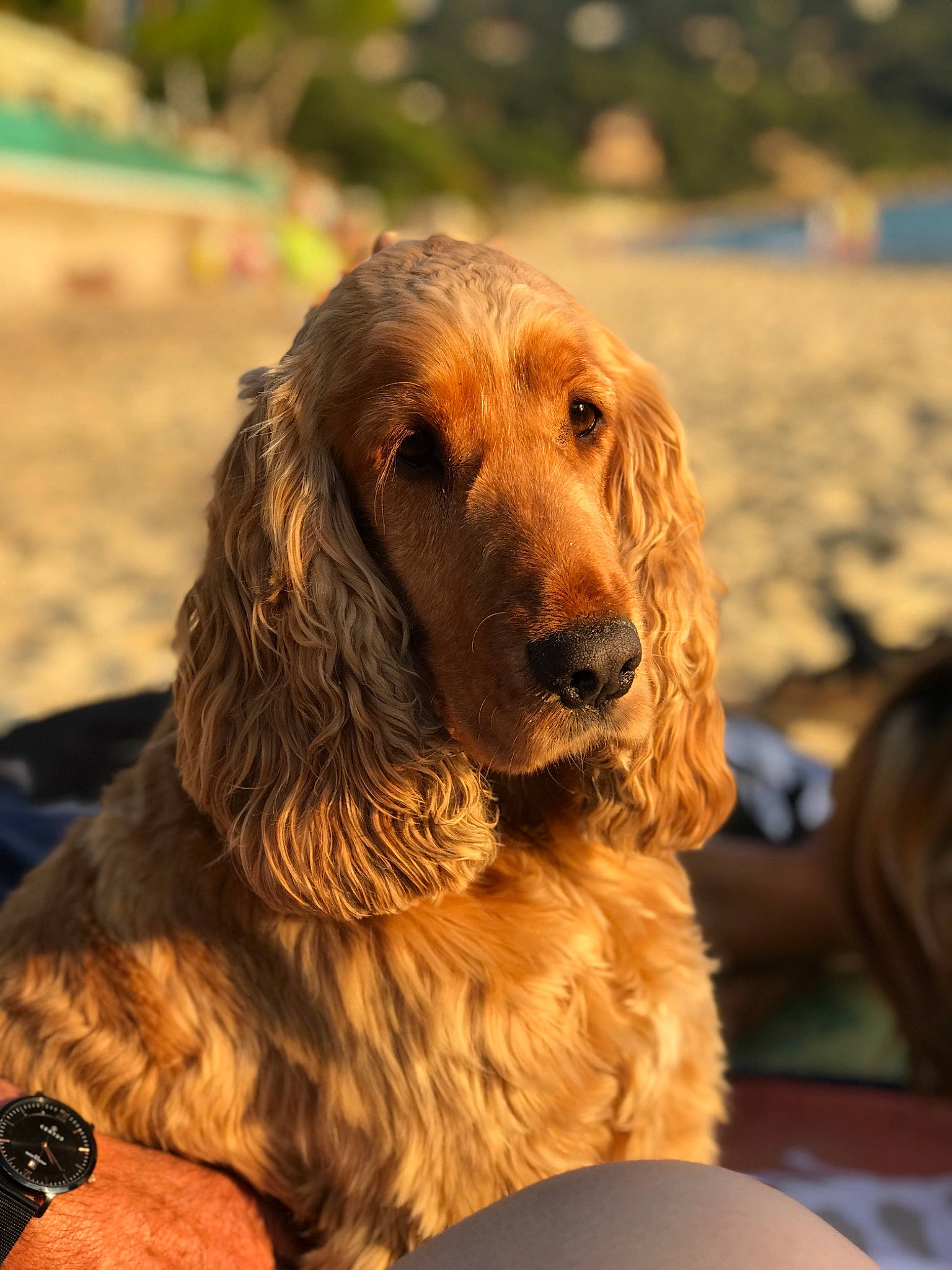 Lyla a rejoint le concours — aidez-le/la à gagner de superbes lots ! american_cocker_spaniel, canidae, carnivore, cocker_spaniel, companion_dog, dog, dog_breed, english_cocker_spaniel, fawn, field_spaniel, german_spaniel, irish_setter, mammal, rare_breed_dog, russian_spaniel, setter, spaniel, sporting_group, sussex_spaniel, vertebrate