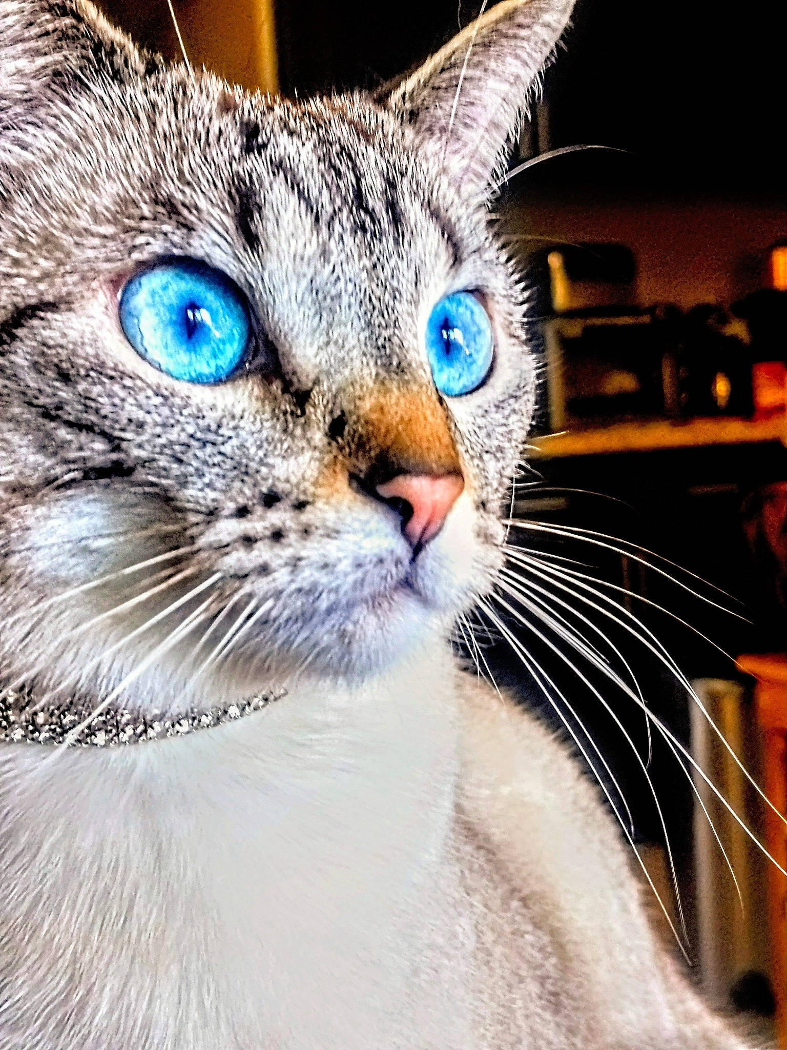 Katara is registered to the contest to win money with this photo: art, carnivore, cat, collar, domestic_short_haired_cat, electric_blue, event, felidae, fur, iris, photo_caption, small_to_medium_sized_cats, snout, terrestrial_animal, whiskers, wildlife