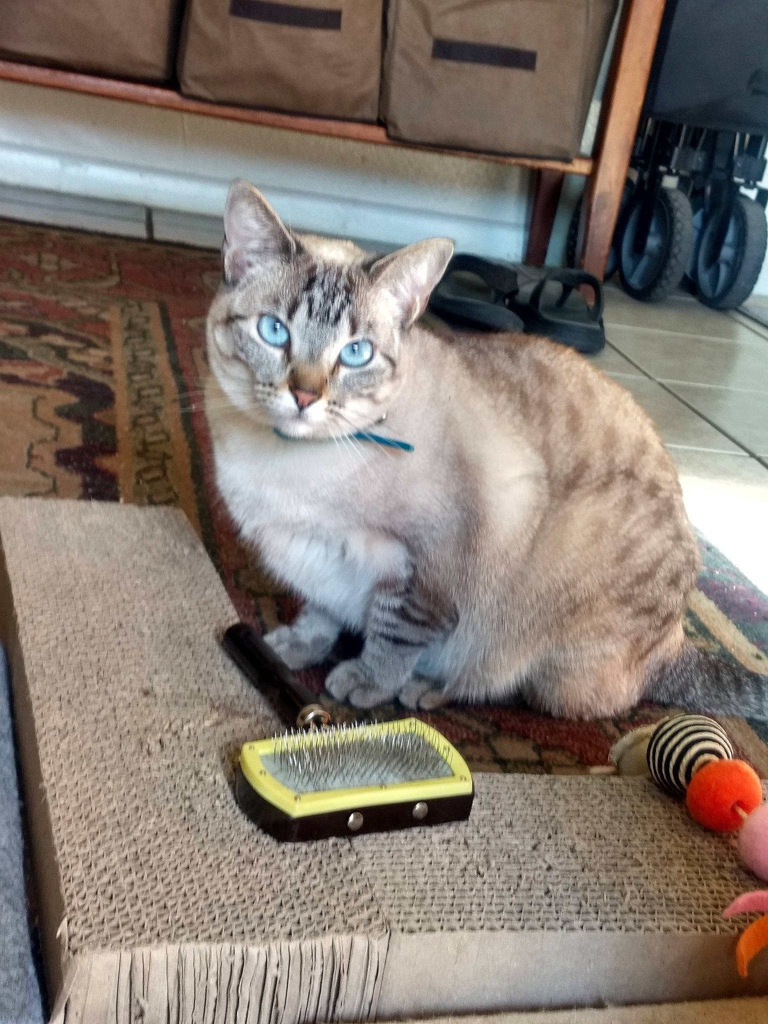 Katara joined the competition — help win amazing prizes! carnivore, cat, cat_supply, claw, comfort, domestic_short_haired_cat, door, felidae, flooring, fur, paw, sitting, small_to_medium_sized_cats, snout, tail, tire, wheel, whiskers