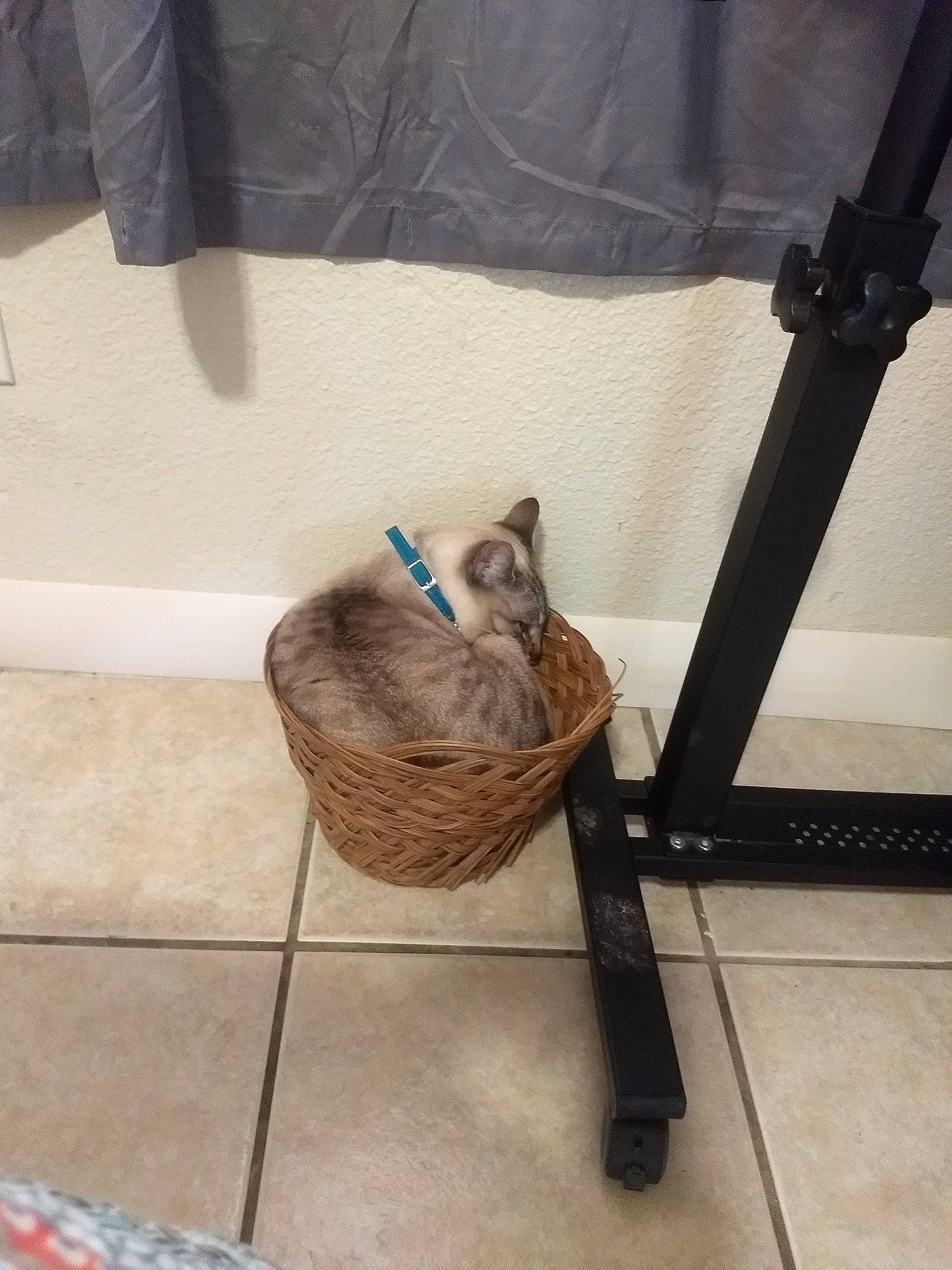 Katara joined the competition — help win amazing prizes! bag, carnivore, cat, cat_supply, comfort, domestic_short_haired_cat, fawn, felidae, floor, flooring, fur, hardwood, luggage_and_bags, outdoor_furniture, room, small_to_medium_sized_cats, tail, vertebrate, whiskers, wood