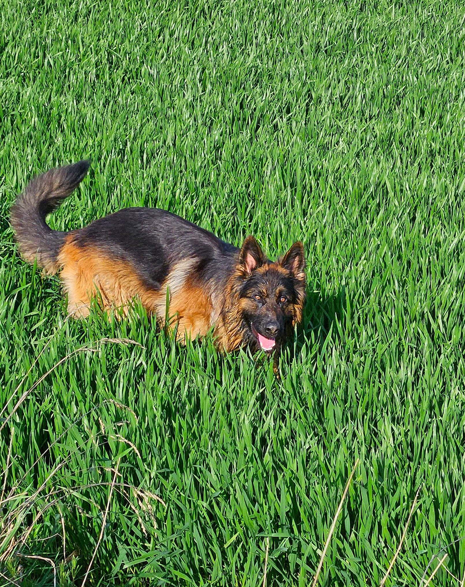 Sky participe au concours pour gagner de l'argent avec cette photo : canidae, carnivore, companion_dog, dog, dog_breed, fawn, german_shepherd_dog, grass, grassland, green, groundcover, herding_dog, king_shepherd, old_german_shepherd_dog, plant, snout, sporting_group, tail, terrestrial_animal, wildlife