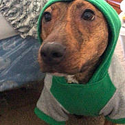 Henry joined the competition — help win amazing prizes! dog, hoodie, brown_dog, indoor, carpet, furniture, blanket, drawer, pet, animal, clothing, canine, looking_up, cute, cozy, portrait, mammal, domestic_animal, household, companion