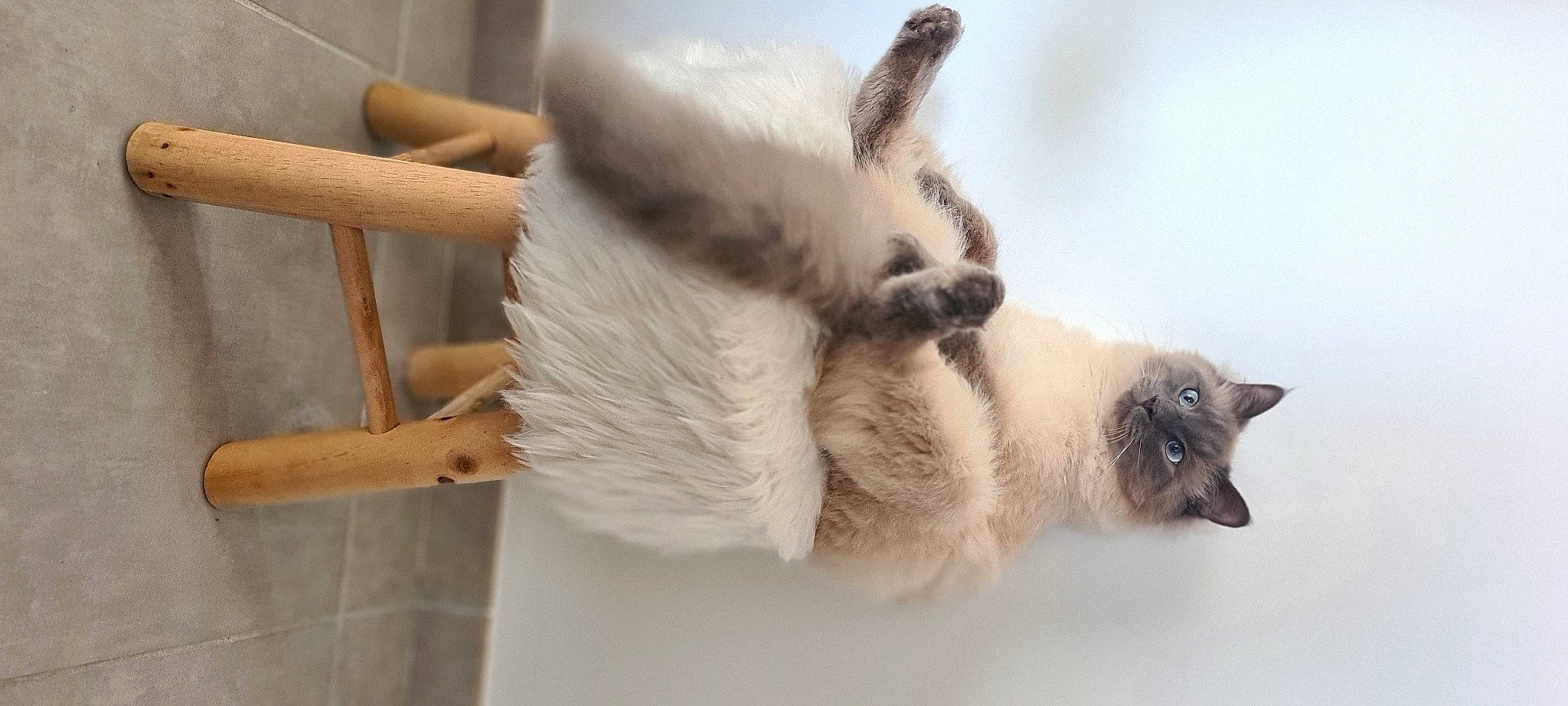 Picolo participe au concours pour gagner de l'argent avec cette photo : balinese, birman, carnivore, cat, claw, fawn, felidae, fur, paw, siamese, small_to_medium_sized_cats, snout, tail, terrestrial_animal, thai, tonkinese, whiskers, wood