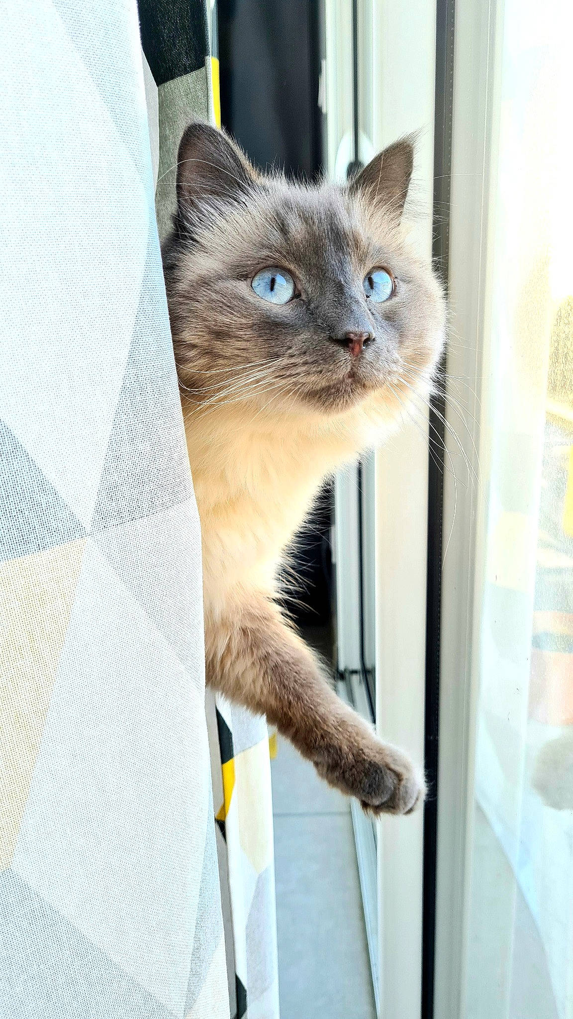 Picolo a rejoint le concours — aidez-le/la à gagner de superbes lots ! carnivore, cat, cat_supply, domestic_short_haired_cat, door, electric_blue, fawn, felidae, fixture, fur, mesh, pattern, pet_supply, siamese, small_to_medium_sized_cats, snout, terrestrial_animal, thai, whiskers, window