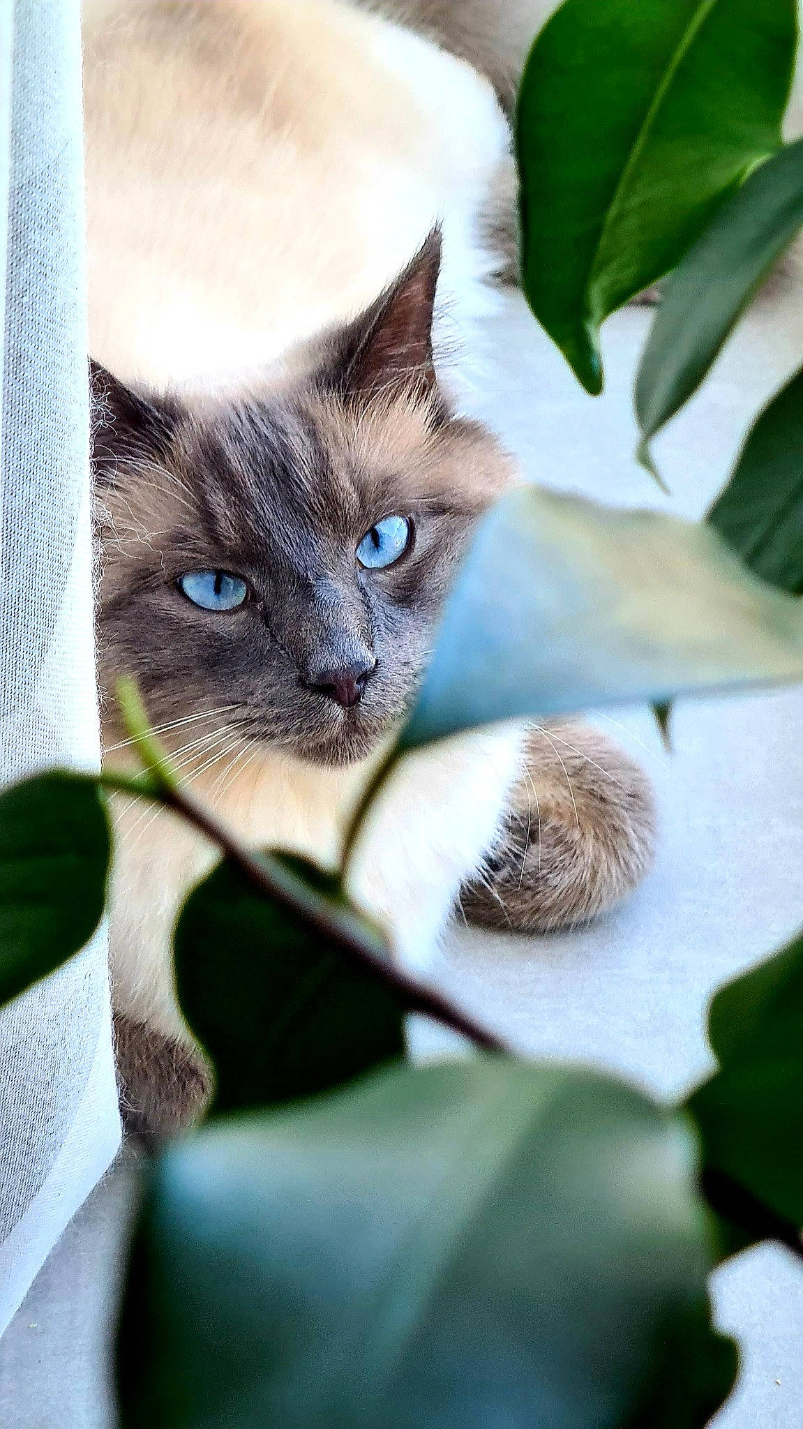 Picolo participe au concours pour gagner de l'argent avec cette photo : carnivore, cat, close_up, domestic_short_haired_cat, eye, fawn, felidae, fur, iris, nature, organism, plant, siamese, small_to_medium_sized_cats, snout, terrestrial_animal, tree, twig, whiskers, wildlife