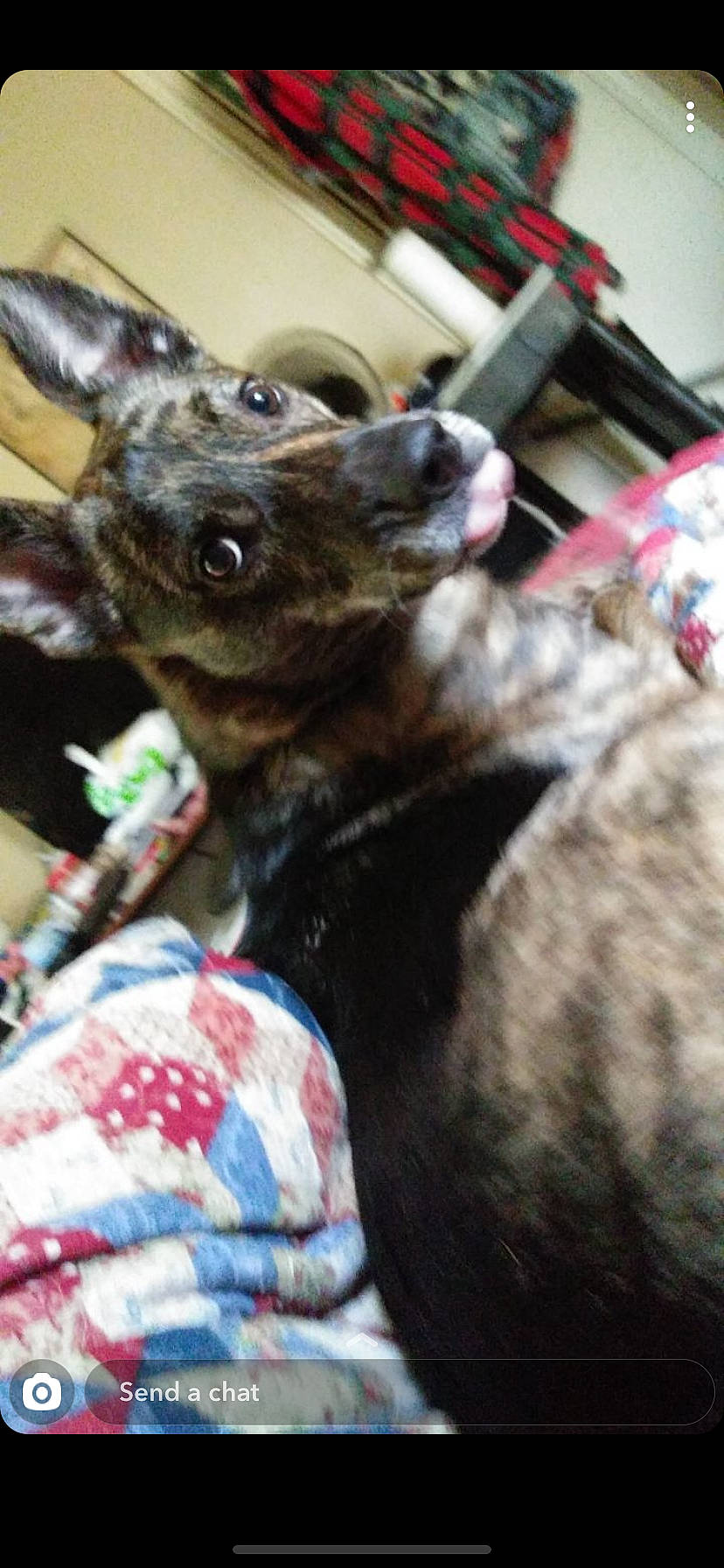 Kayn joined the competition — help win amazing prizes! canidae, carnivore, dog, dog_breed, italian_greyhound, lurcher, mammal, non_sporting_group, pit_bull, snout, toy_dog, whippet