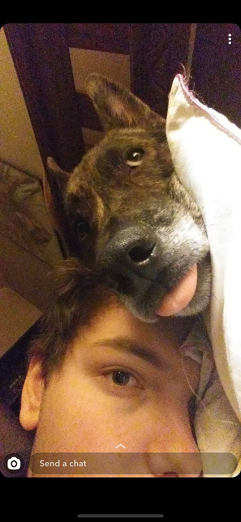 Kayn joined the competition — help win amazing prizes! american_pit_bull_terrier, canidae, carnivore, dog, dog_breed, ear, fawn, forehead, head, jaw, non_sporting_group, nose, selfie, snout, whiskers