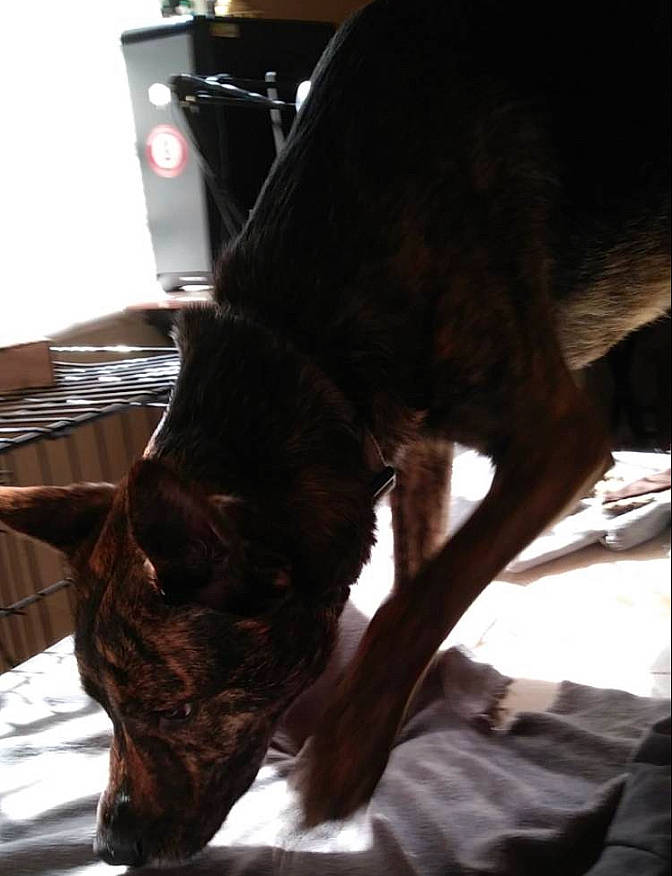 Kayn is registered to the contest to win money with this photo: canidae, carnivore, dog_breed, ear, guard_dog, snout, sporting_group, tail