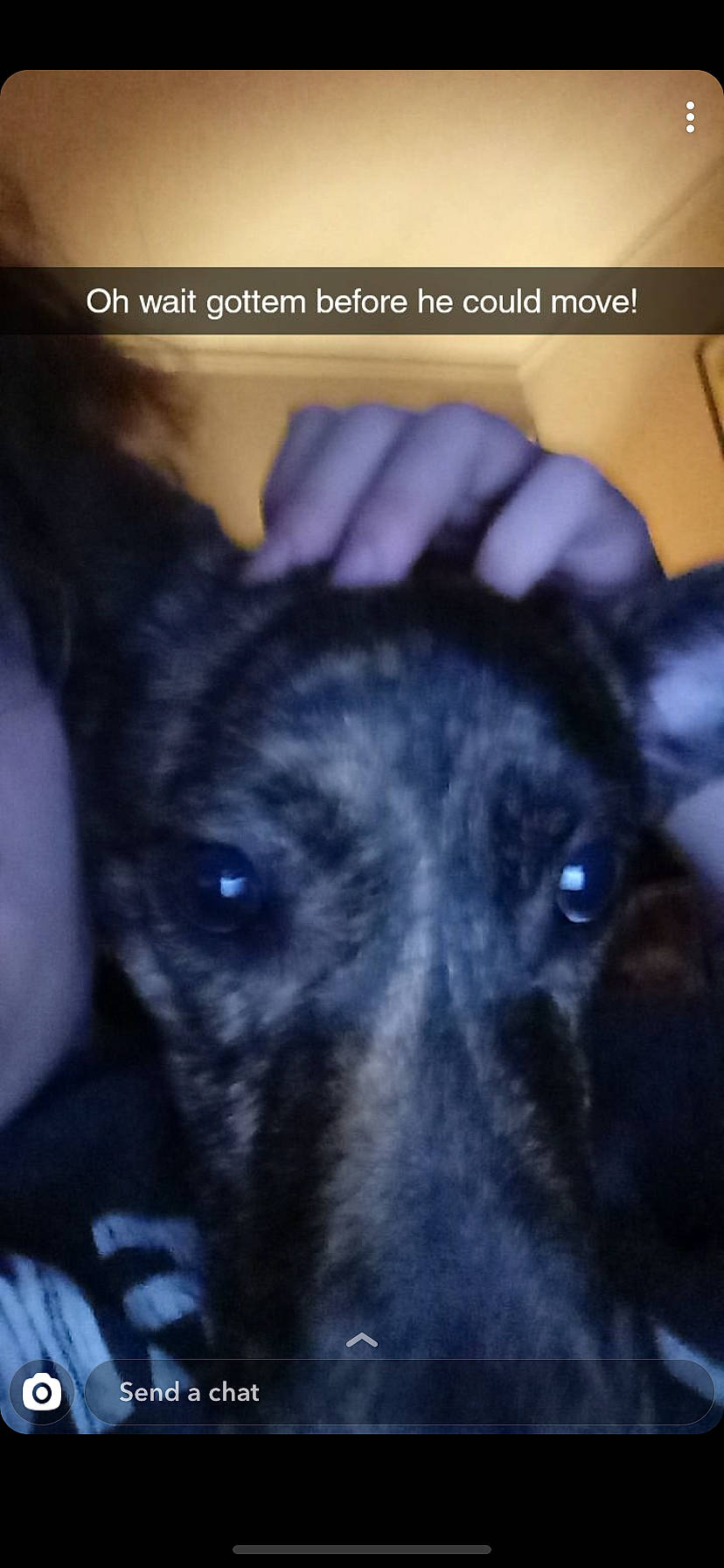 Kayn joined the competition — help win amazing prizes! canidae, carnivore, dog, dog_breed, ear, mammal, nose, photo_caption, puppy, snout, sporting_group