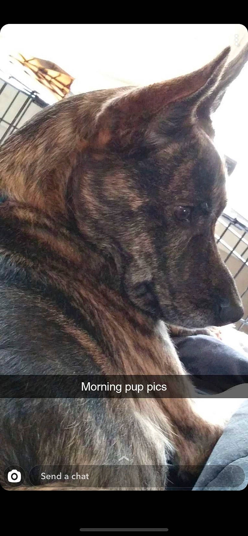 Kayn joined the competition — help win amazing prizes! akita, canidae, carnivore, dog, dog_breed, dutch_shepherd_dog, liver, mammal