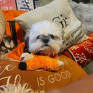 Jojo is registered to the contest to win money with this photo: dog, white_dog, plush_toy, couch, pillows, blanket, indoor, pet, small_dog, fur, cozy, comfort, home, stuffed_animal, relaxed, animal, cute, companion, resting, living_room