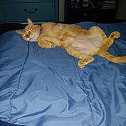 Sunny joined the competition — help win amazing prizes! cat, orange_cat, lying_down, bed, blue_blanket, indoor, feline, pet, collar, relaxed, sleepy, fur, whiskers, ears, paw, tail, furniture, dresser, bookshelf, room