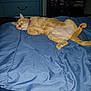 bed, blue_blanket, bookshelf, cat, collar, dresser, ears, feline, fur, furniture, indoor, lying_down, orange_cat, paw, pet, relaxed, room, sleepy, tail, whiskers
