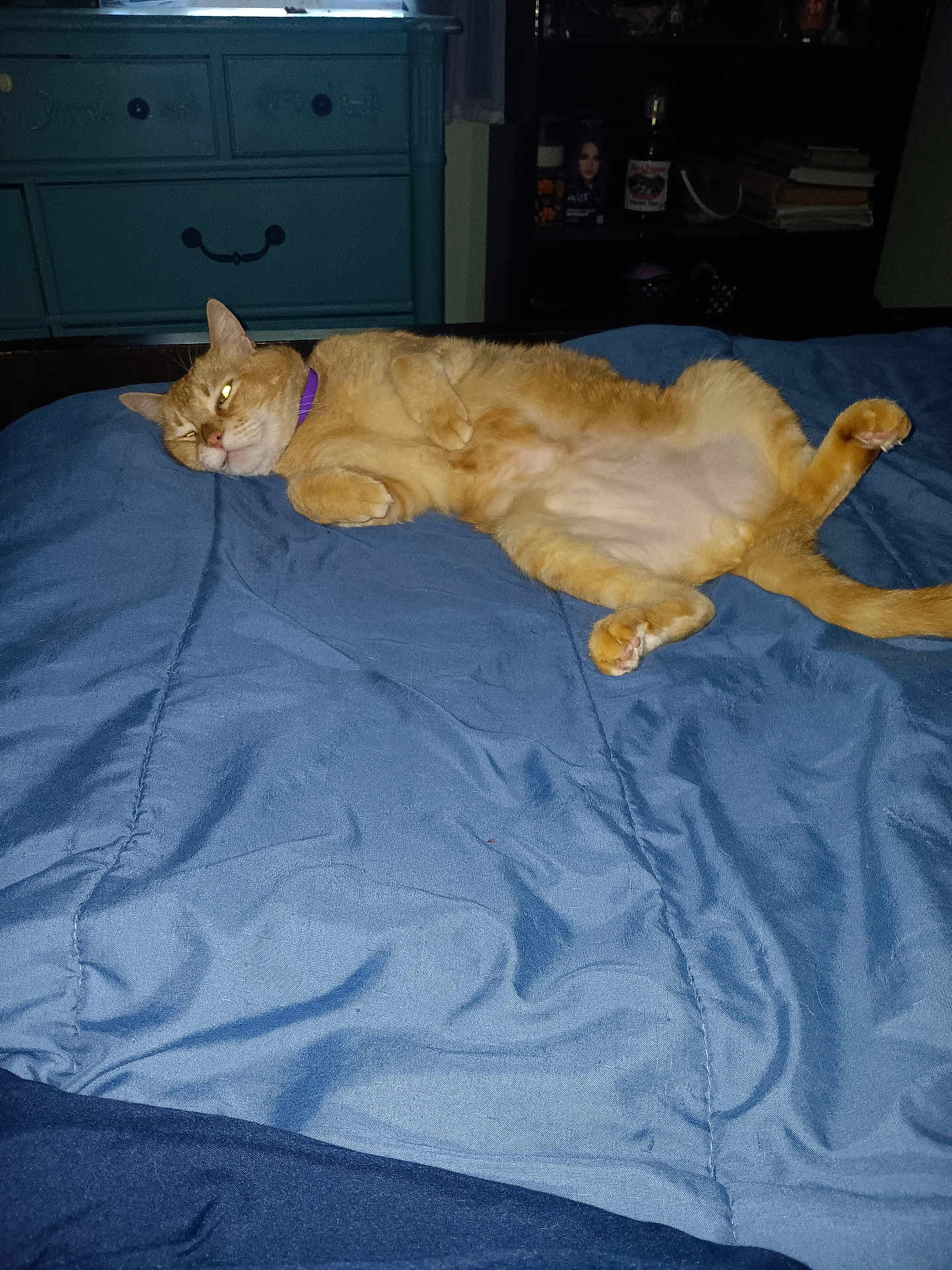 Sunny joined the competition — help win amazing prizes! cat, orange_cat, lying_down, bed, blue_blanket, indoor, feline, pet, collar, relaxed, sleepy, fur, whiskers, ears, paw, tail, furniture, dresser, bookshelf, room