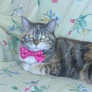 Lilly joined the competition — help win amazing prizes! cat, tabby_cat, bow_tie, couch, floral_pattern, indoor, pet, feline, animal, resting, cute, domestic_cat, whiskers, ears, paws, sitting, closeup, fur, eyes, home