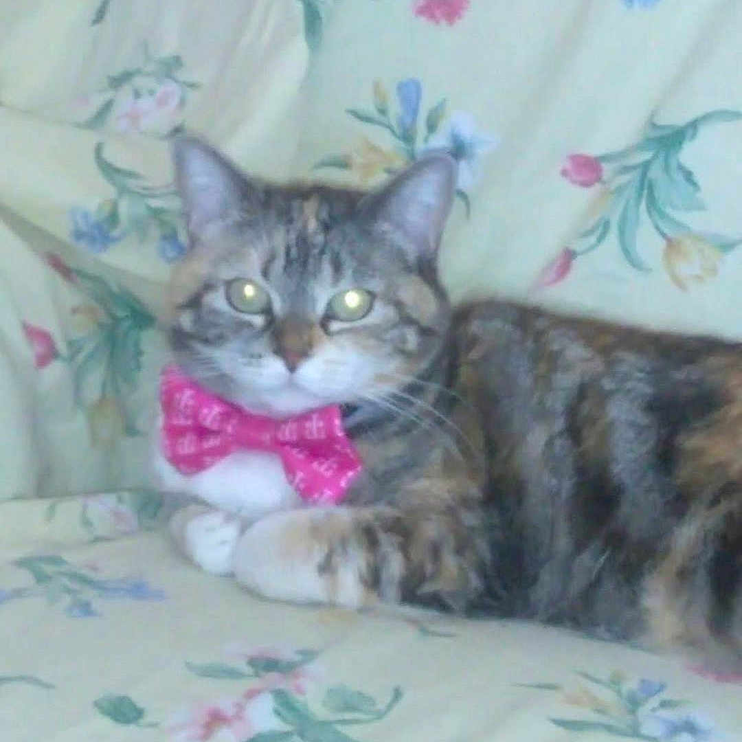 Lilly joined the competition — help win amazing prizes! cat, tabby_cat, bow_tie, couch, floral_pattern, indoor, pet, feline, animal, resting, cute, domestic_cat, whiskers, ears, paws, sitting, closeup, fur, eyes, home