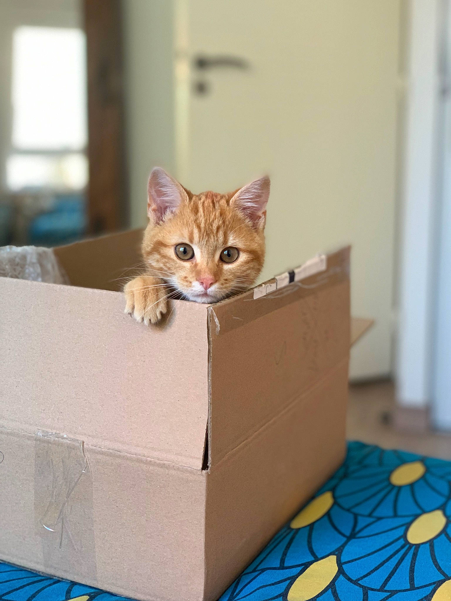 Saperlipopette a rejoint le concours — aidez-le/la à gagner de superbes lots ! box, cardboard, carnivore, carton, cat, domestic_short_haired_cat, event, fawn, felidae, flooring, package_delivery, packaging_and_labeling, packing_materials, paper_product, room, shipping_box, small_to_medium_sized_cats, whiskers, window, wood