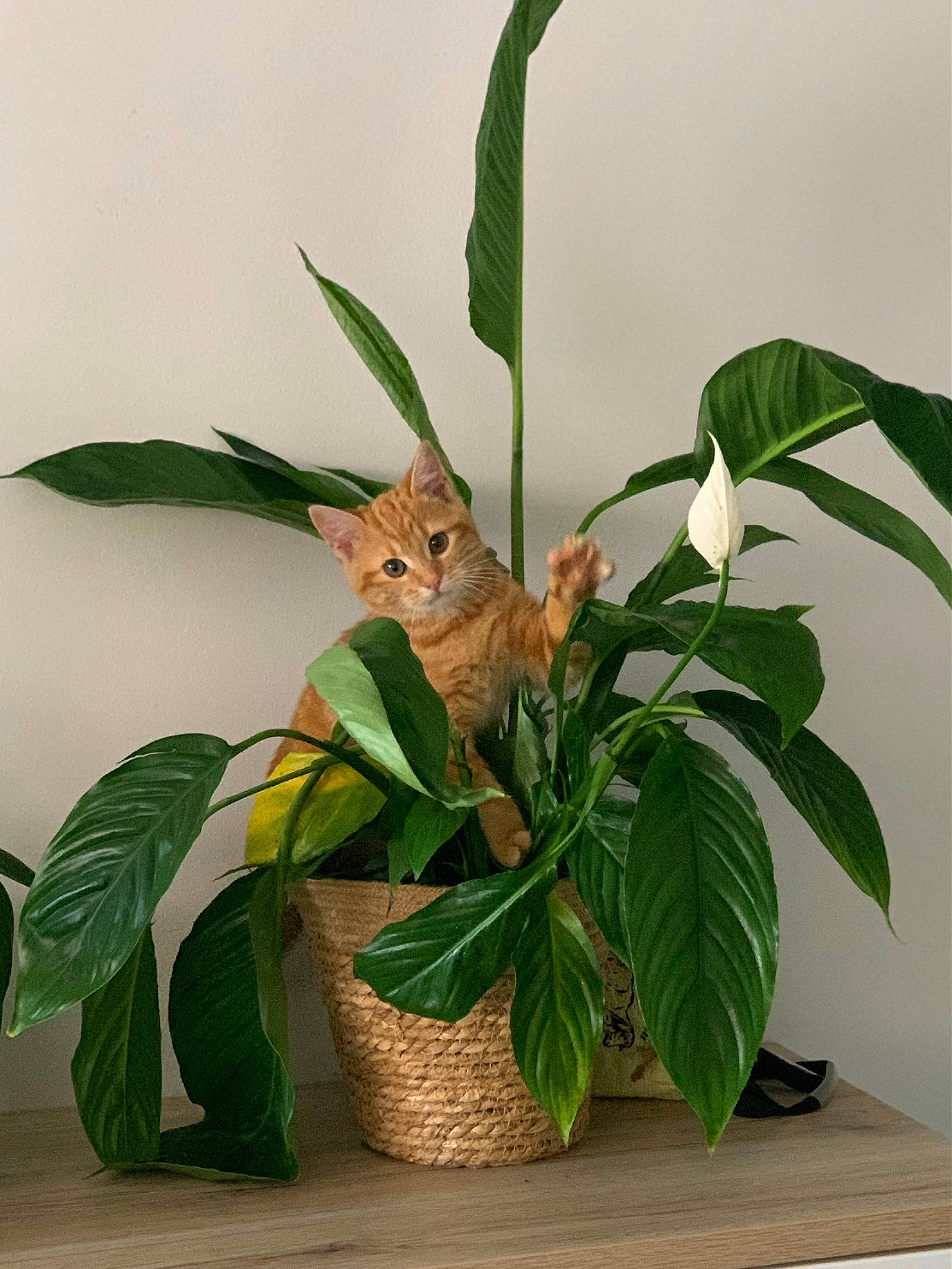 Saperlipopette participe au concours pour gagner de l'argent avec cette photo : artifact, creative_arts, floral_design, flower, flower_arranging, flowering_plant, flowerpot, herb, herbaceous_plant, houseplant, ikebana, leaf, moth_orchid, plant, plant_stem, tail, terrestrial_plant, trunk, twig, wood