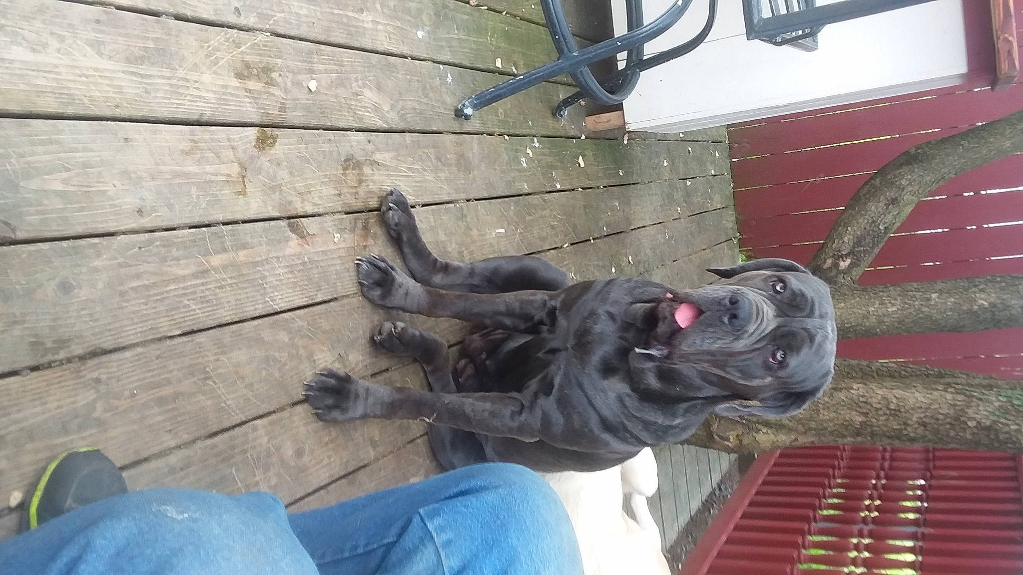 Karma Rose joined the competition — help win amazing prizes! cane_corso, canidae, carnivore, companion_dog, dog, dog_breed, fawn, guard_dog, neapolitan_mastiff, non_sporting_group, perro_de_presa_canario