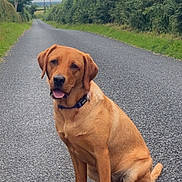 Nova joined the competition — help win amazing prizes! animal, canine, cloudy, collar, country_road, dog, ears, fur, greenery, hedges, leisure, mammal, nature, outdoor, paws, pet, road, sitting, sky, tongue