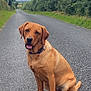 animal, canine, cloudy, collar, country_road, dog, ears, fur, greenery, hedges, leisure, mammal, nature, outdoor, paws, pet, road, sitting, sky, tongue