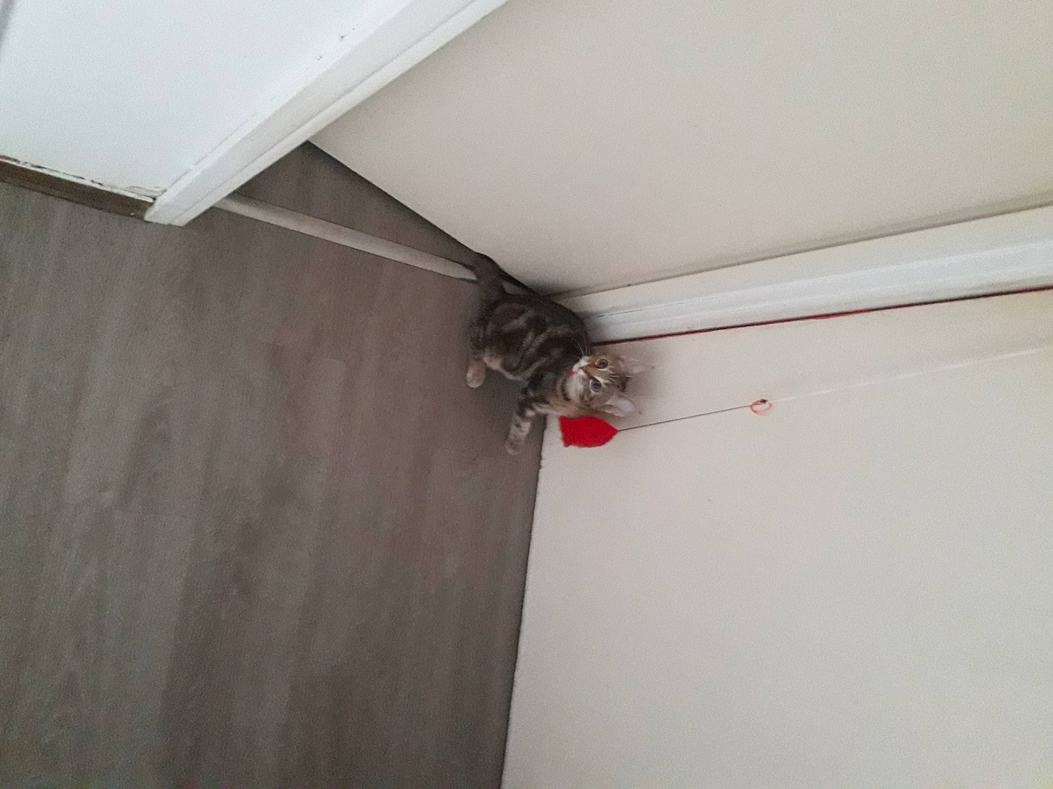 Bella participe au concours pour gagner de l'argent avec cette photo : ceiling, composite_material, daylighting, fixture, floor, flooring, gas, hardwood, molding, pattern, plaster, plywood, room, siding, symmetry, wood, wood_stain