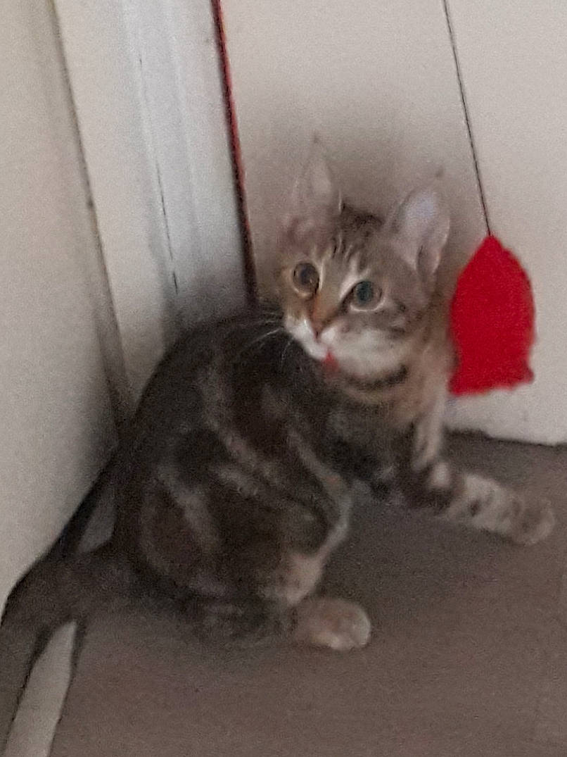 Bella a rejoint le concours — aidez-le/la à gagner de superbes lots ! carnivore, cat, claw, comfort, domestic_short_haired_cat, eye, felidae, fur, metal, paw, sitting, small_to_medium_sized_cats, snout, tail, terrestrial_animal, whiskers