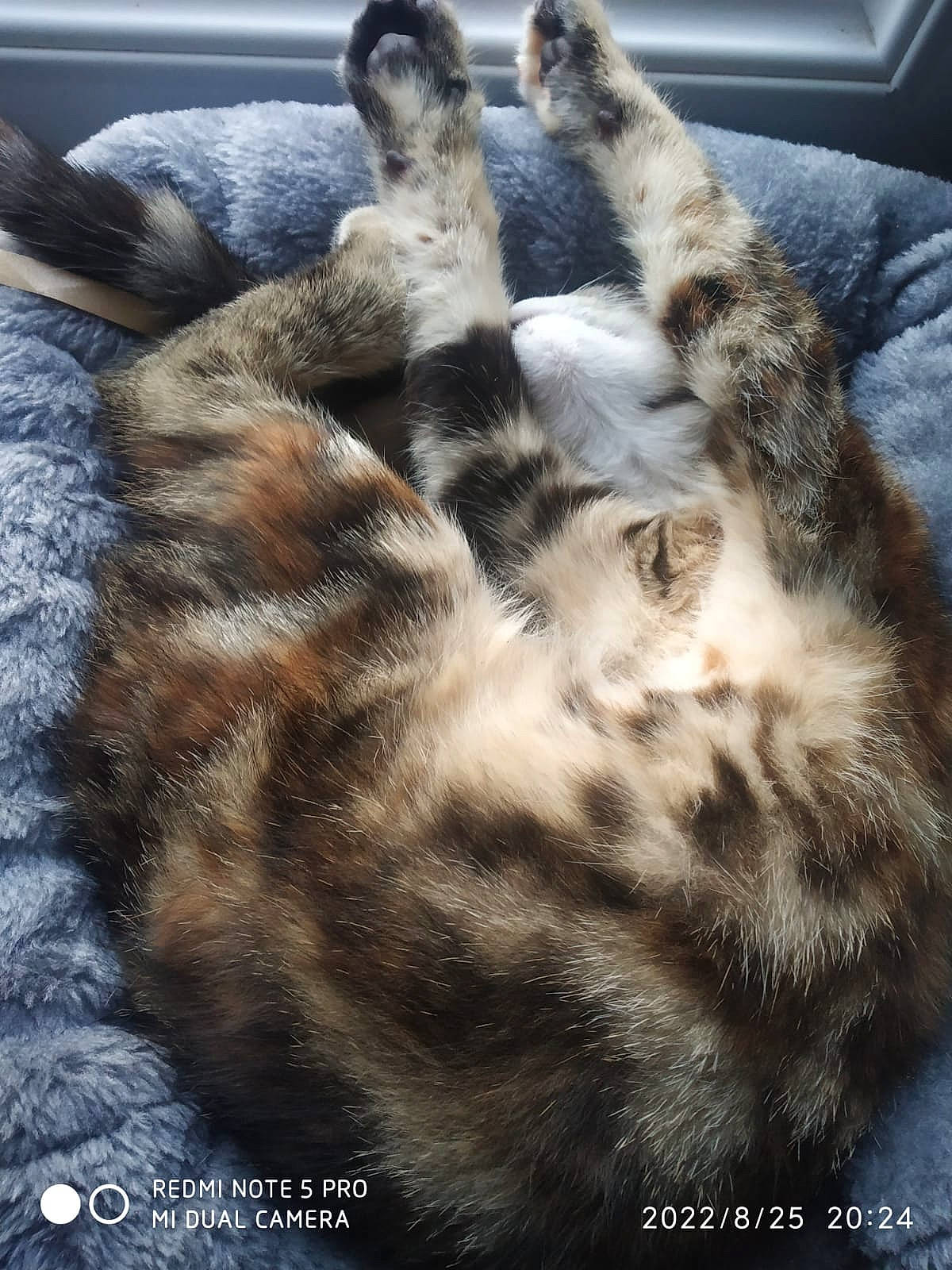 Bella a rejoint le concours — aidez-le/la à gagner de superbes lots ! carnivore, cat, claw, comfort, dog_breed, domestic_short_haired_cat, fawn, felidae, fur, mammal, nap, paw, small_to_medium_sized_cats, snout, sporting_group, tail, terrestrial_animal, vertebrate, whiskers, wildlife