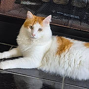 Milo joined the competition — help win amazing prizes! cat, orange_and_white, fluffy, lounging, floor, tile_floor, fireplace, indoor, pet, animal, fur, whiskers, ears, relaxed, looking, domestic_cat, mammal, resting, calm, home