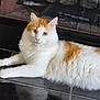 cat, orange_and_white, fluffy, lounging, floor, tile_floor, fireplace, indoor, pet, animal, fur, whiskers, ears, relaxed, looking, domestic_cat, mammal, resting, calm, home