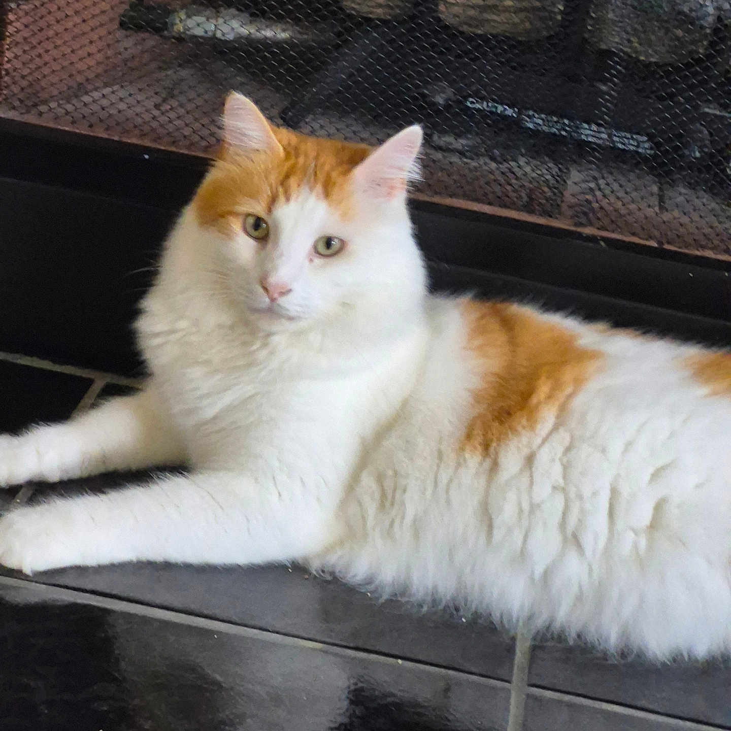 Milo joined the competition — help win amazing prizes! animal, calm, cat, domestic_cat, ears, fireplace, floor, fluffy, fur, home, indoor, looking, lounging, mammal, orange_and_white, pet, relaxed, resting, tile_floor, whiskers