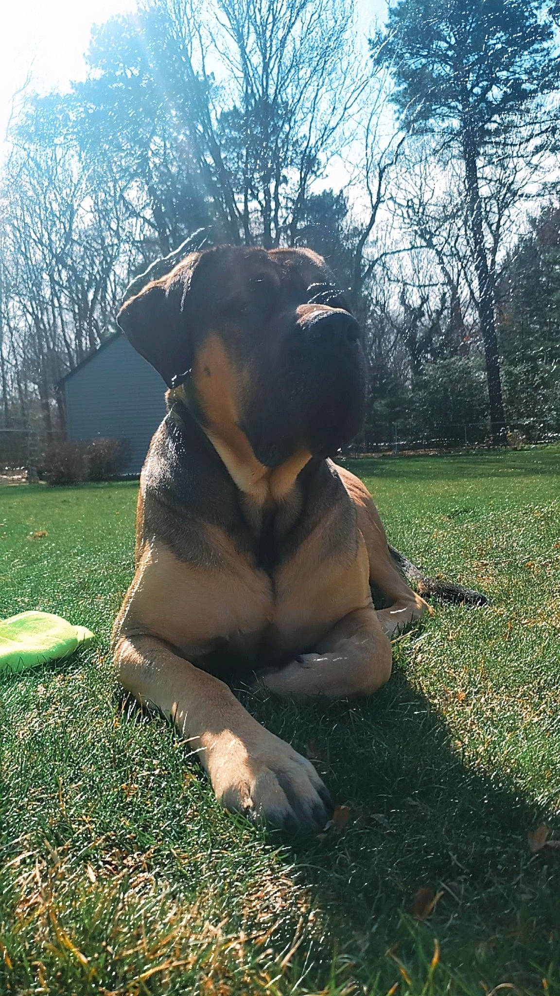 Blitz is registered to the contest to win money with this photo: backlighting, carnivore, companion_dog, dog, dog_breed, fawn, grass, grassland, mammal, plant, rottweiler, shadow, sky, snout, sporting_group, tail, tints_and_shades, tree, working_animal, working_dog