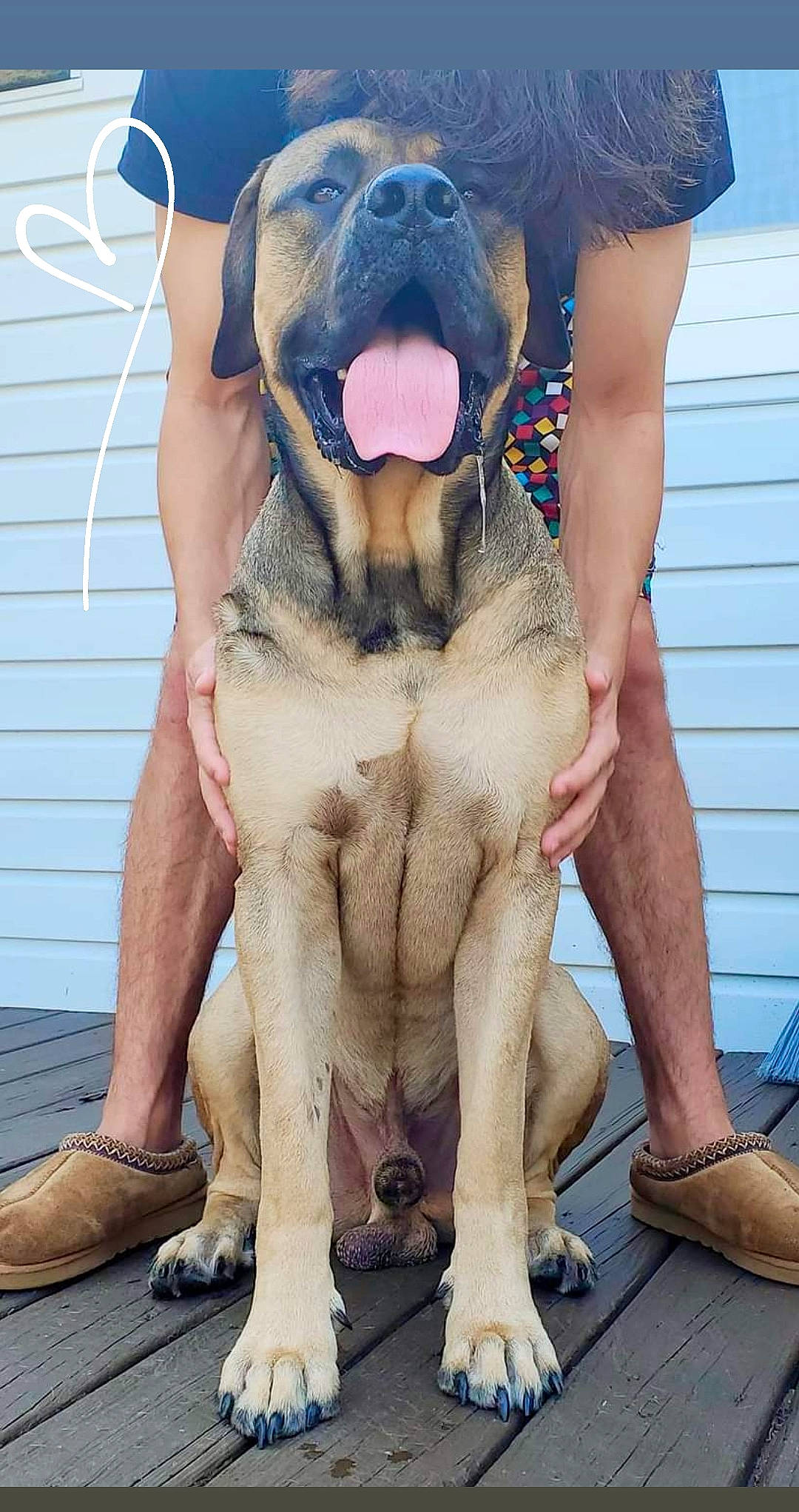 Blitz is registered to the contest to win money with this photo: blue, carnivore, chest, companion_dog, dog, dog_breed, fawn, foot, happy, human_leg, jaw, muscle, paw, recreation, smile, snout, sporting_group, thigh, trunk, working_animal