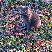 Bear is registered to the contest to win money with this photo: cat, gray_cat, animal, grass, leaves, autumn, outdoor, nature, mammal, feline, sitting, fall, daylight, wildlife, pet, fur, eyes, leaf_litter, ground, sunlight
