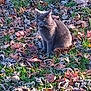 cat, gray_cat, animal, grass, leaves, autumn, outdoor, nature, mammal, feline, sitting, fall, daylight, wildlife, pet, fur, eyes, leaf_litter, ground, sunlight