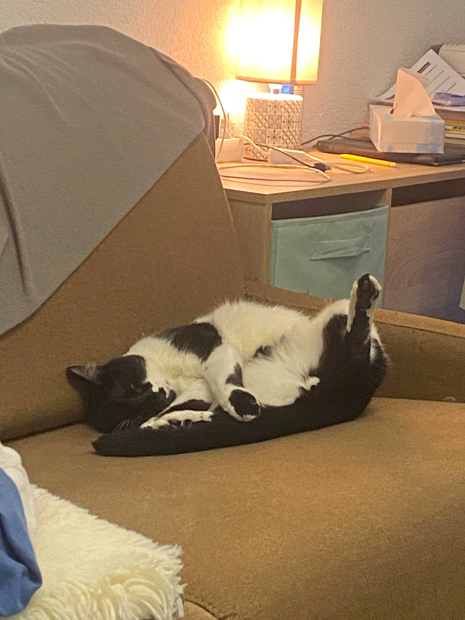 Domino participe au concours pour gagner de l'argent avec cette photo : carnivore, cat, comfort, companion_dog, desk, felidae, floor, flooring, furniture, grey, interior_design, lamp, mammal, morning, small_to_medium_sized_cats, table, tints_and_shades, vertebrate, whiskers, wood