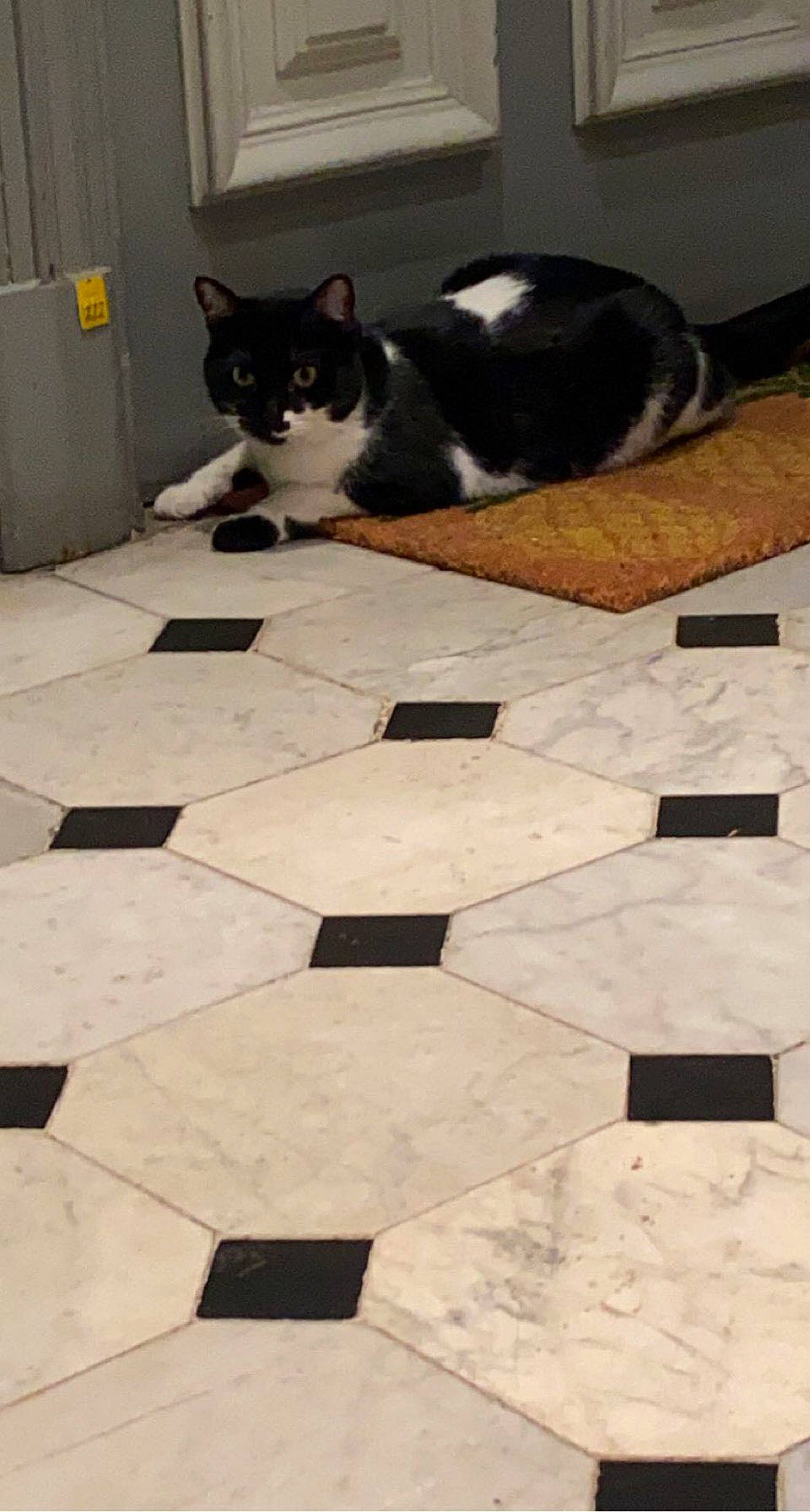 Domino participe au concours pour gagner de l'argent avec cette photo : art, black, carnivore, cat, felidae, flagstone, floor, flooring, formal_wear, grey, hardwood, pattern, rectangle, road_surface, small_to_medium_sized_cats, tail, tile, tile_flooring, whiskers, wood