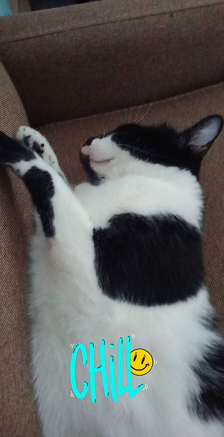 Domino a rejoint le concours — aidez-le/la à gagner de superbes lots ! carnivore, cat, claw, comfort, domestic_short_haired_cat, felidae, formal_wear, fur, mammal, paw, pet_supply, photo_caption, small_to_medium_sized_cats, square, tail, terrestrial_animal, whiskers