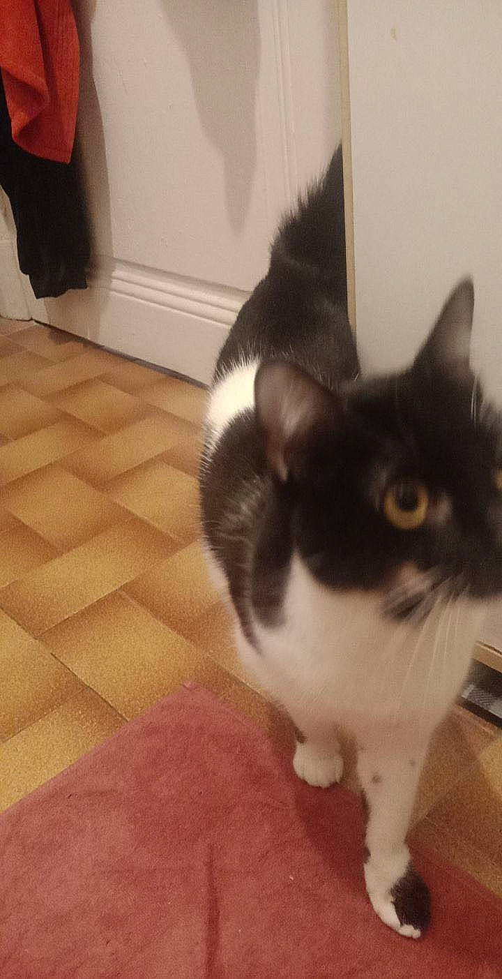 Domino participe au concours pour gagner de l'argent avec cette photo : black_cat, carnivore, cat, comfort, domestic_short_haired_cat, felidae, floor, flooring, fur, hardwood, laminate_flooring, paw, small_to_medium_sized_cats, snout, tail, whiskers, wood, wood_flooring