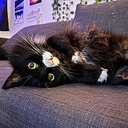 Lady is registered to the contest to win money with this photo: cat, black_and_white, fluffy, green_eyes, couch, indoor, plant, ivy, wall_art, relaxing, upside_down, pet, feline, cozy, whiskers, curious, home_decor, soft_fur, playful, resting