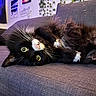 cat, black_and_white, fluffy, green_eyes, couch, indoor, plant, ivy, wall_art, relaxing, upside_down, pet, feline, cozy, whiskers, curious, home_decor, soft_fur, playful, resting
