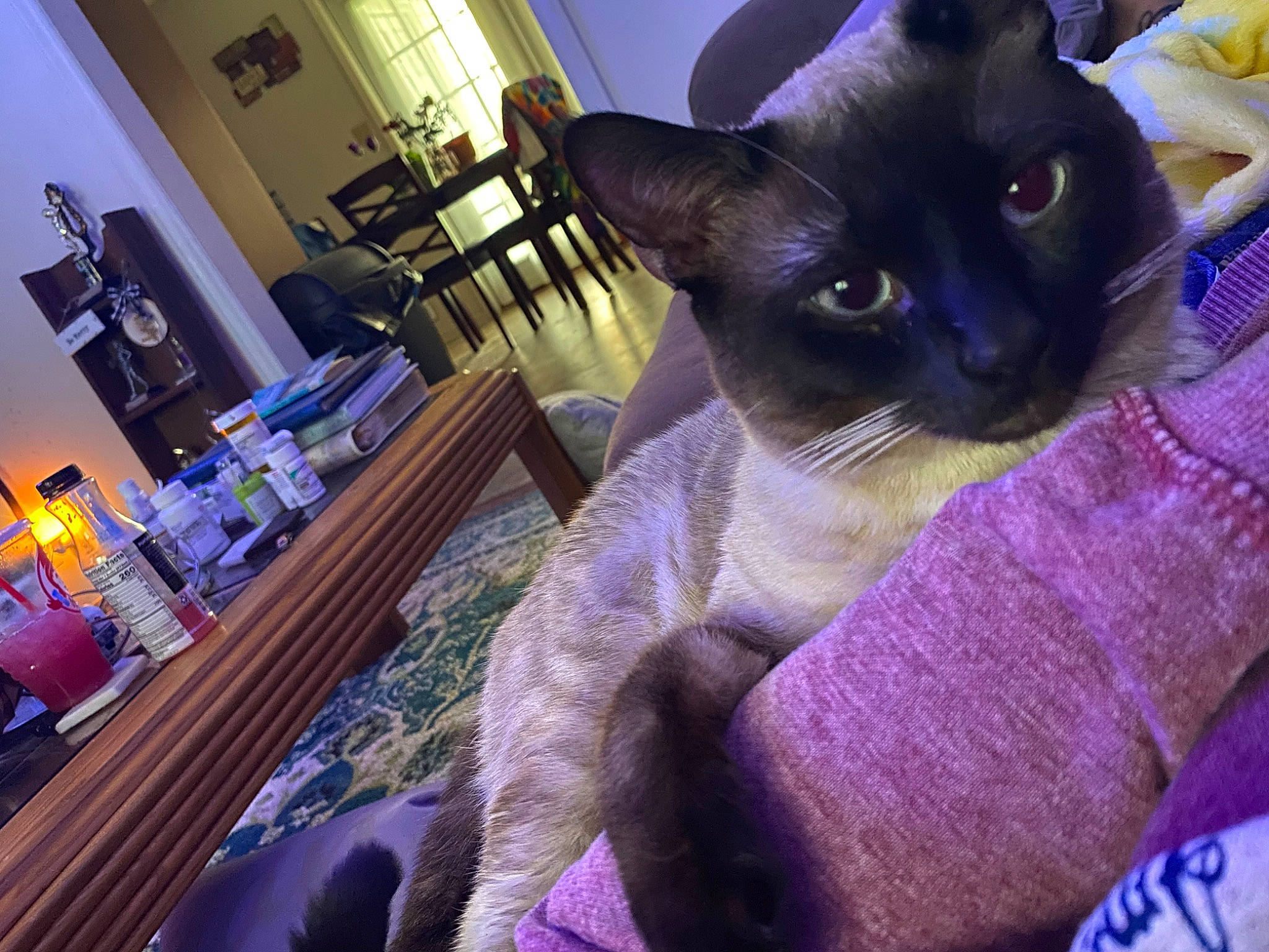 Simba is registered to the contest to win money with this photo: balinese, blue, carnivore, cat, chair, comfort, curtain, domestic_short_haired_cat, event, fawn, felidae, fur, houseplant, purple, siamese, small_to_medium_sized_cats, snout, thai, violet, whiskers