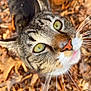 cat, tabby, close_up, green_eyes, whiskers, curious, outdoor, autumn, leaves, nature, fur, pink_tongue, pet, animal, mammal, cute, face, portrait, playful, inquisitive