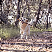 Taïgo participe au concours pour gagner de l'argent avec cette photo : dog, golden_retriever, forest, stick, path, trees, outdoor, nature, sunlight, happy, animal, pet, canine, daylight, grass, walking, playful, woods, trail, mammal