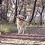 dog, golden_retriever, forest, stick, path, trees, outdoor, nature, sunlight, happy, animal, pet, canine, daylight, grass, walking, playful, woods, trail, mammal