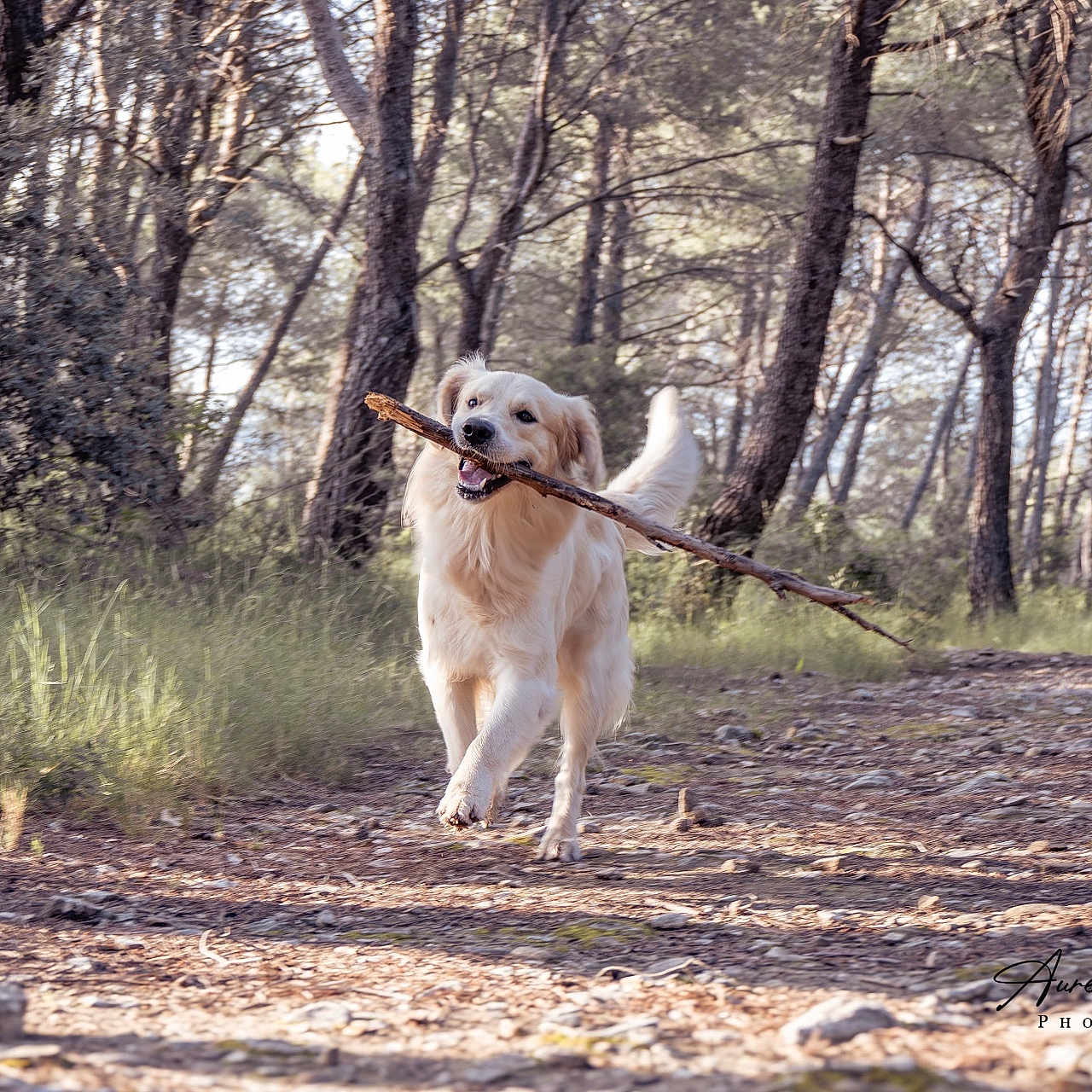 Taïgo participe au concours pour gagner de l'argent avec cette photo : animal, canine, daylight, dog, forest, golden_retriever, grass, happy, mammal, nature, outdoor, path, pet, playful, stick, sunlight, trail, trees, walking, woods
